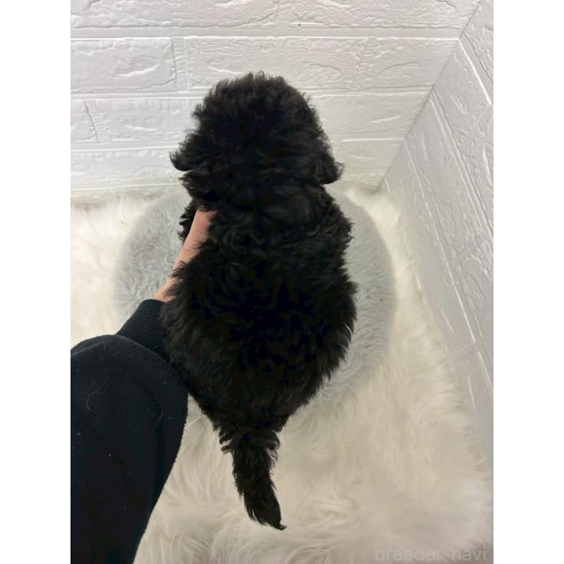 販売中の東京都のタイニープードル-438051の7枚目