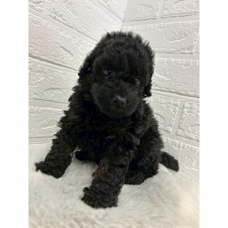 販売中の東京都のタイニープードル-438051の6枚目