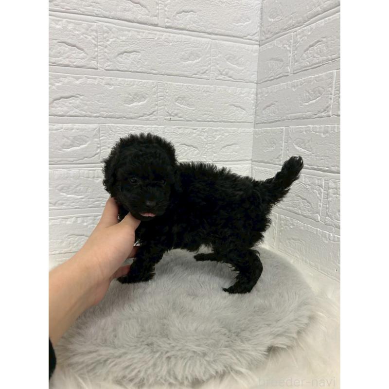 販売中の東京都のタイニープードル-438051の5枚目