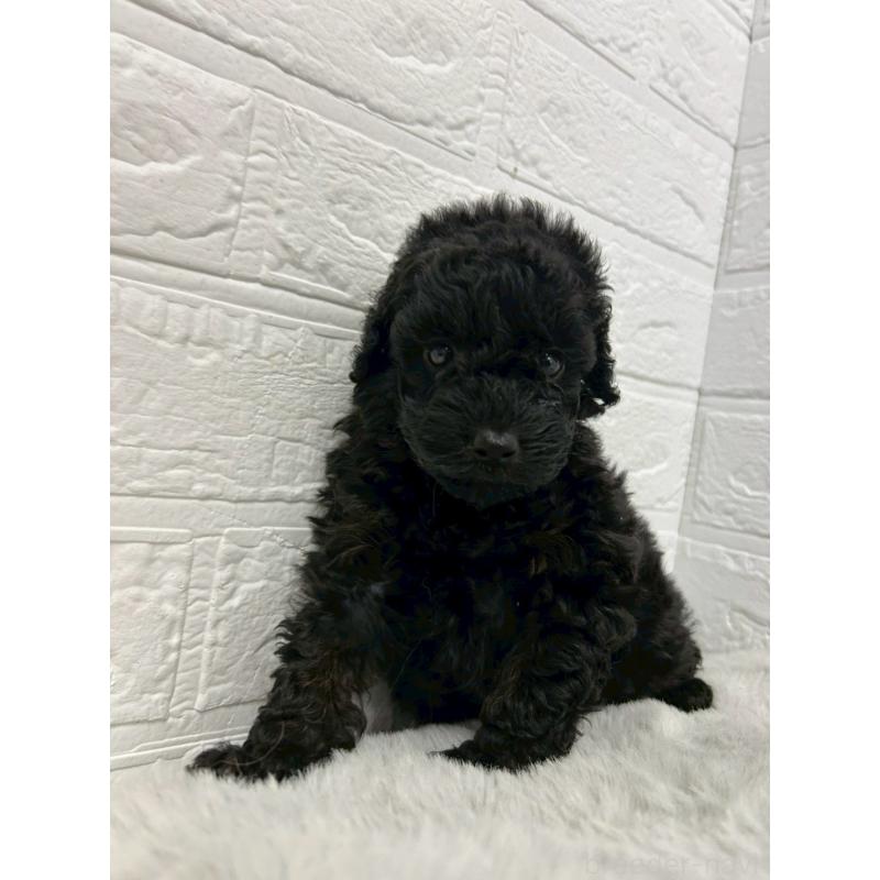 販売中の東京都のタイニープードル-438051の3枚目