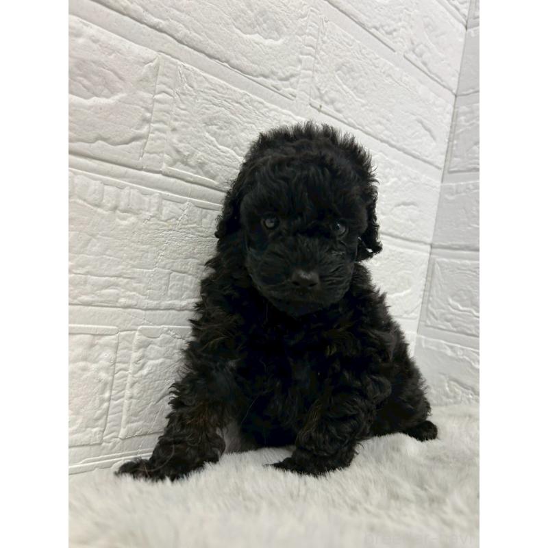 販売中の東京都のタイニープードル-438051の2枚目