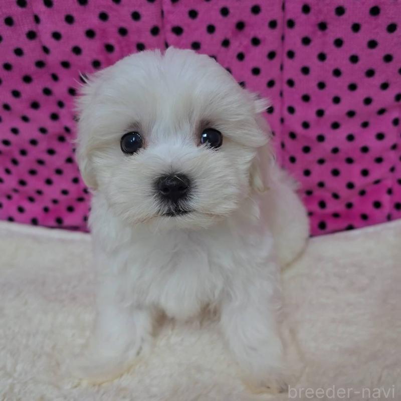 販売中の京都府のマルチーズ-438052の4枚目