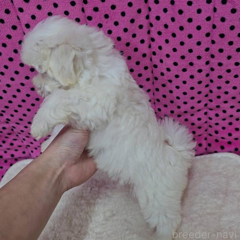 販売中の京都府のマルチーズ-438052の3枚目