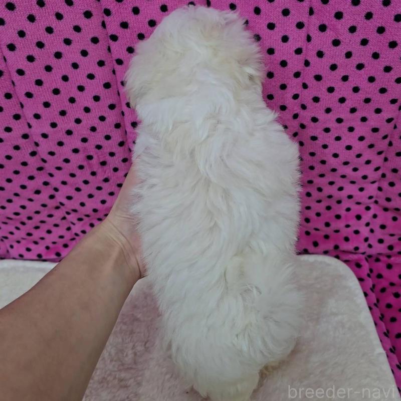 販売中の京都府のマルチーズ-438052の2枚目