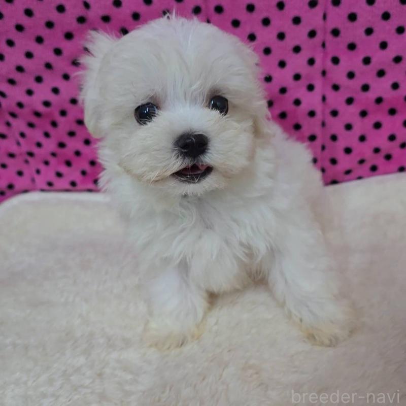 販売中の京都府のマルチーズ-438054の3枚目