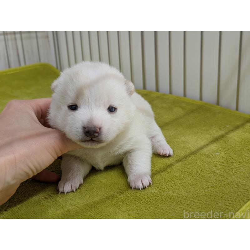 販売中の鹿児島県の豆柴-438053の4枚目