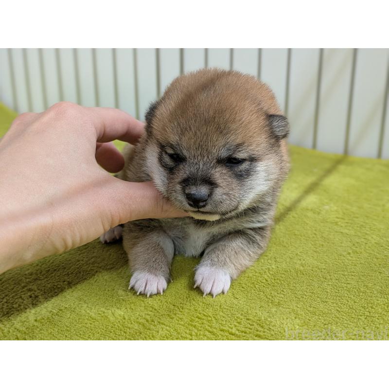 販売中の鹿児島県の豆柴-438055の4枚目