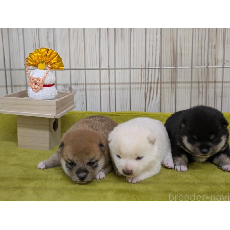 販売中の鹿児島県の豆柴-438055の3枚目