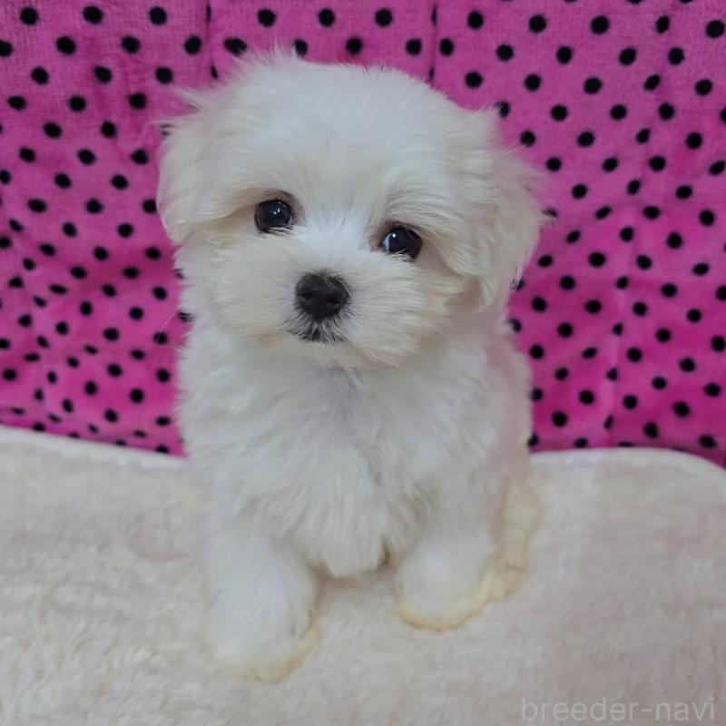 販売中の京都府のマルチーズ-438056の4枚目