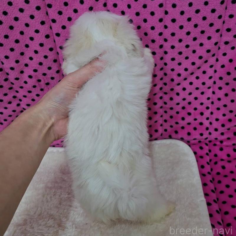 販売中の京都府のマルチーズ-438056の2枚目