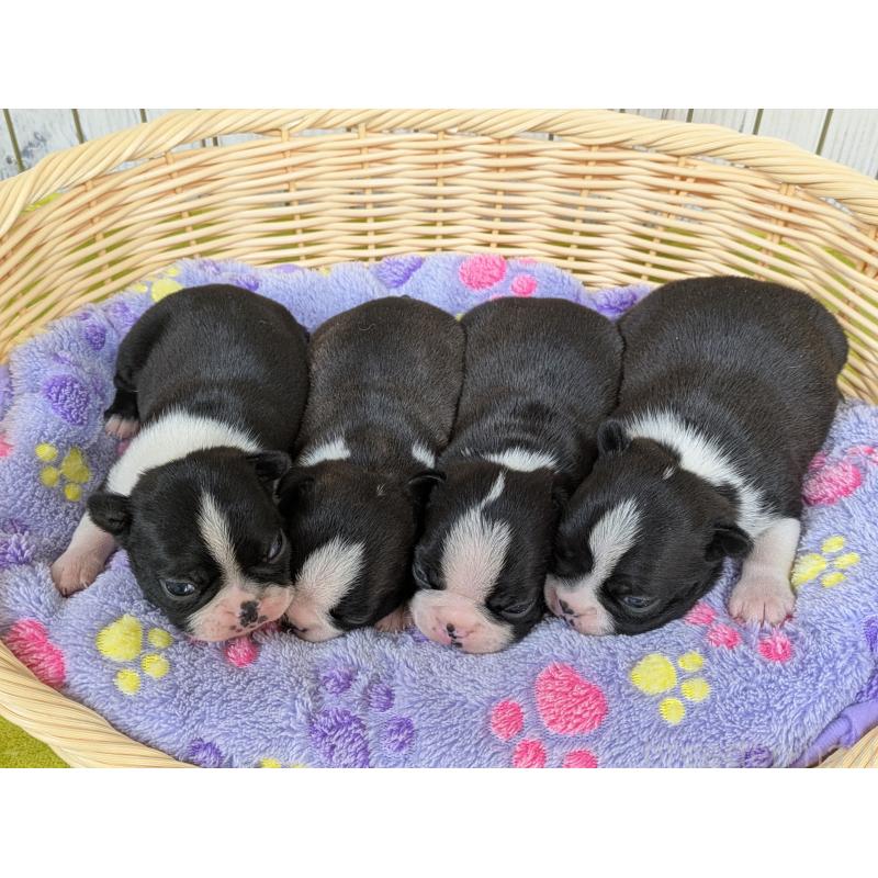 販売中の鹿児島県のボストンテリア-438058の3枚目