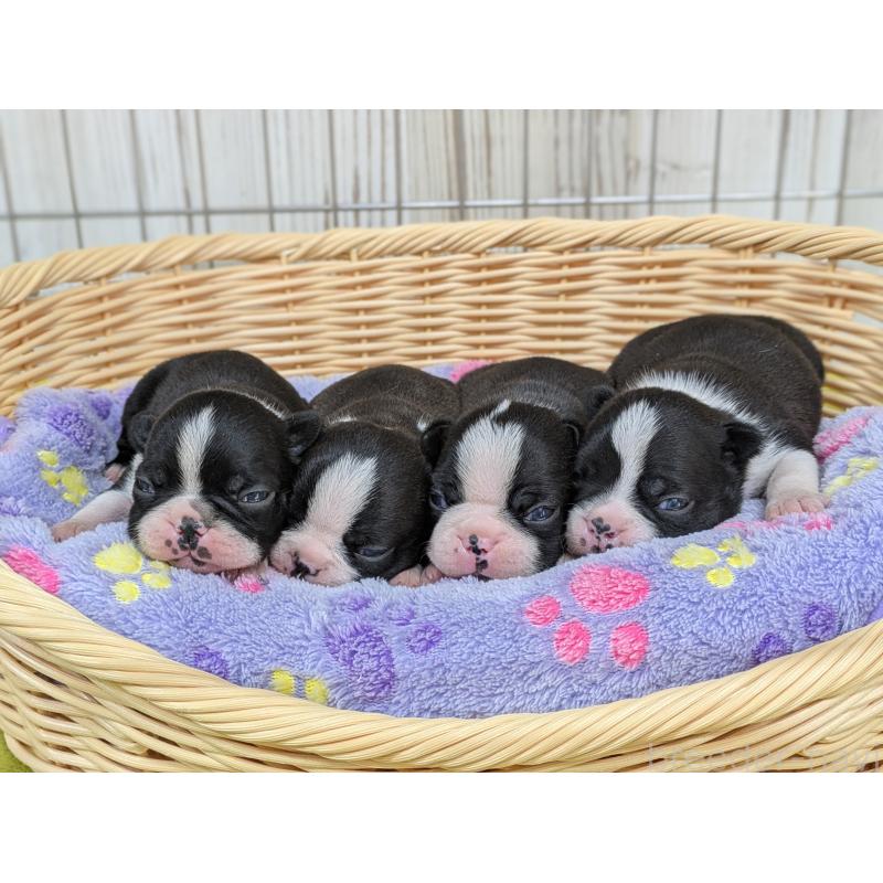 販売中の鹿児島県のボストンテリア-438058の2枚目