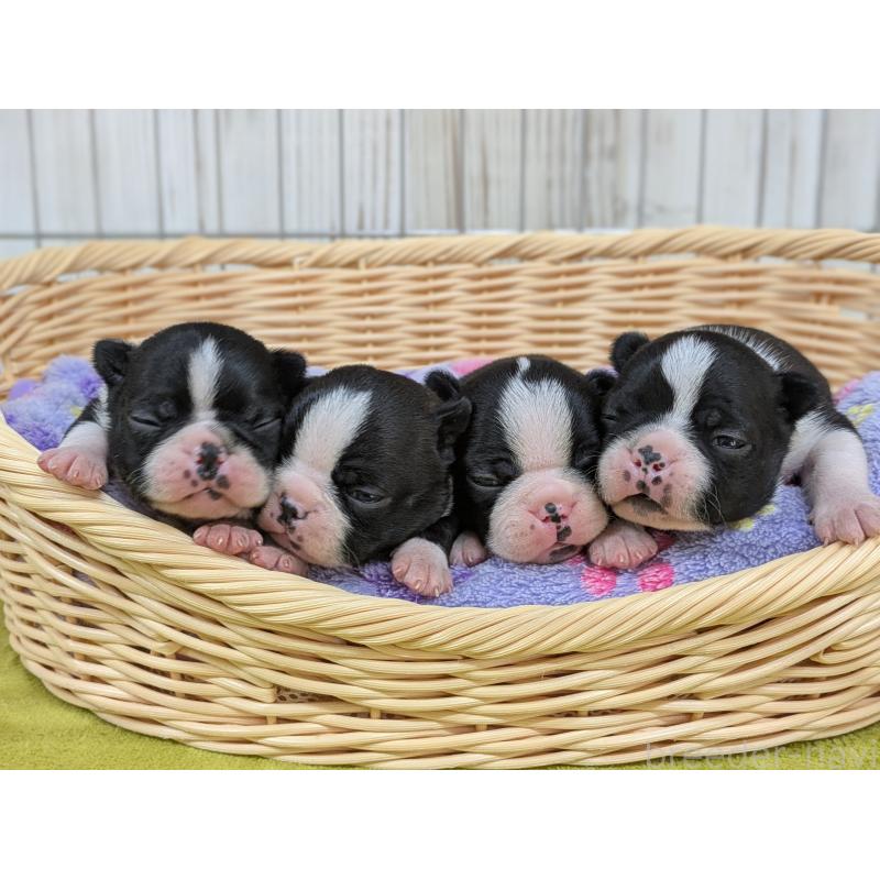 販売中の鹿児島県のボストンテリア-438059の2枚目