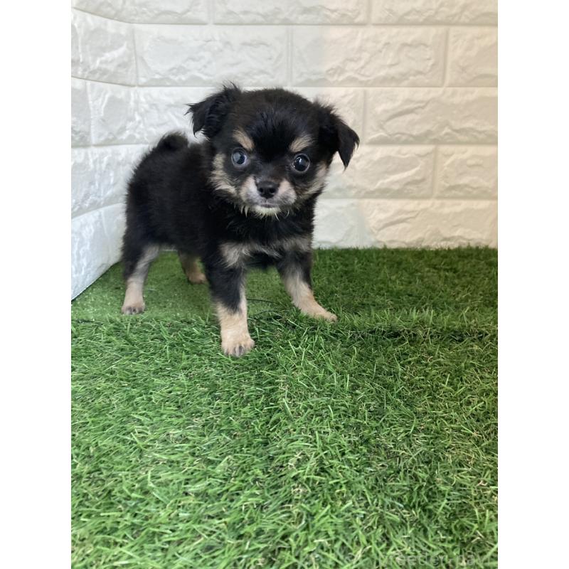 販売中の岡山県のチワワ(ロングコート)-438060の13枚目