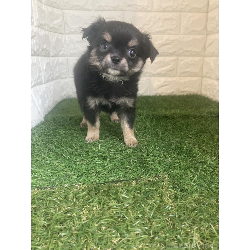 販売中の岡山県のチワワ(ロングコート)-438060の12枚目