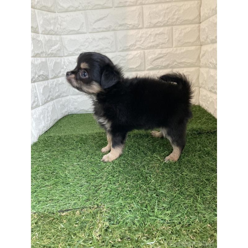 販売中の岡山県のチワワ(ロングコート)-438060の9枚目