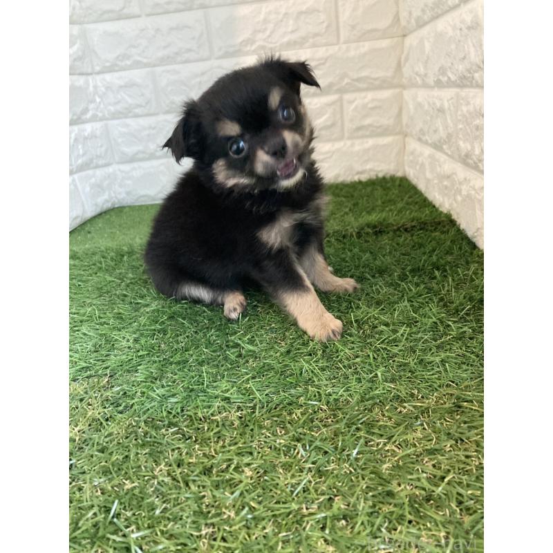 販売中の岡山県のチワワ(ロングコート)-438060の8枚目