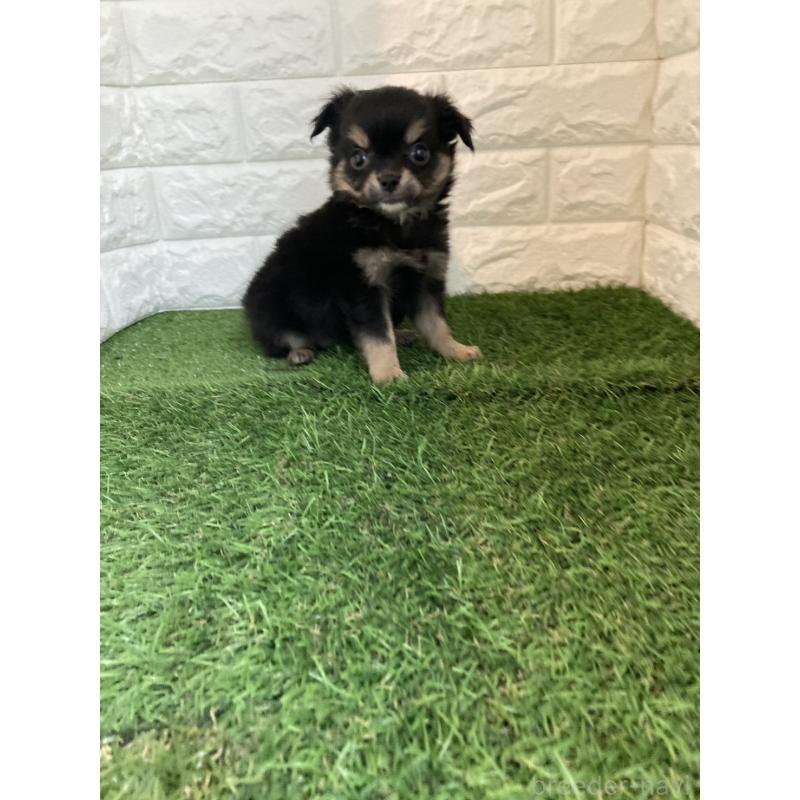 販売中の岡山県のチワワ(ロングコート)-438060の4枚目