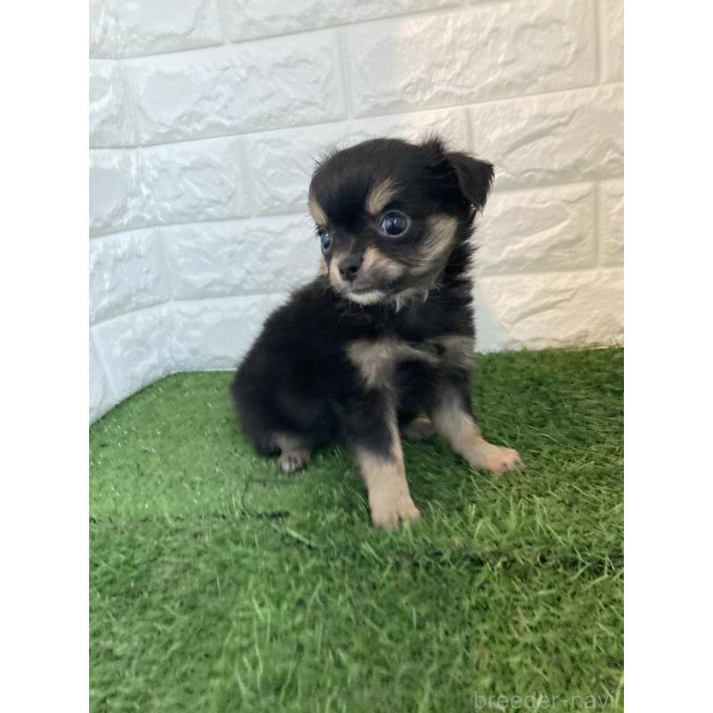 販売中の岡山県のチワワ(ロングコート)-438060の3枚目