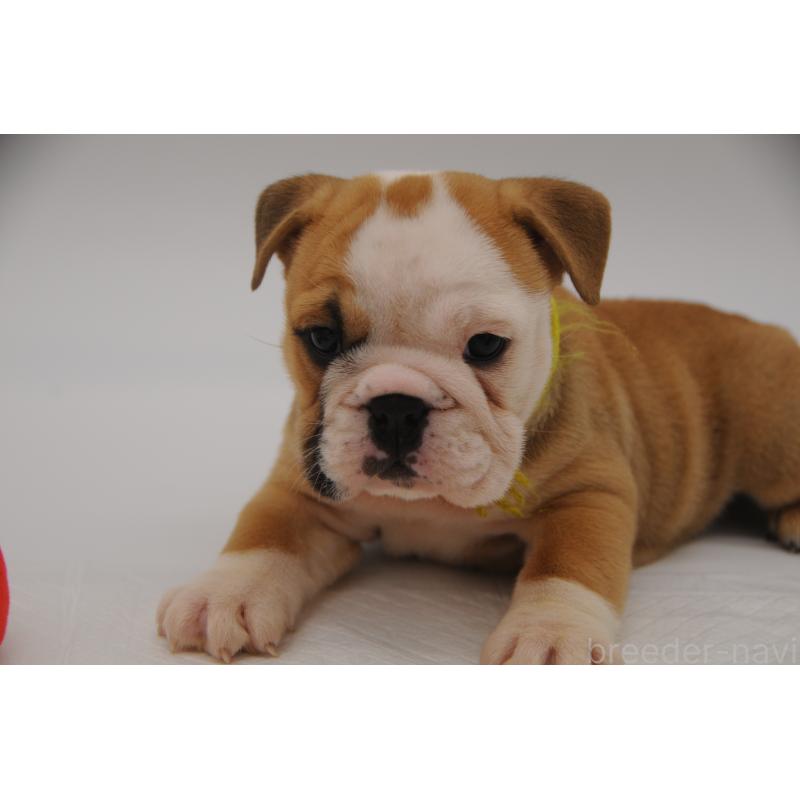 販売中の岡山県のブルドッグ-438061の6枚目