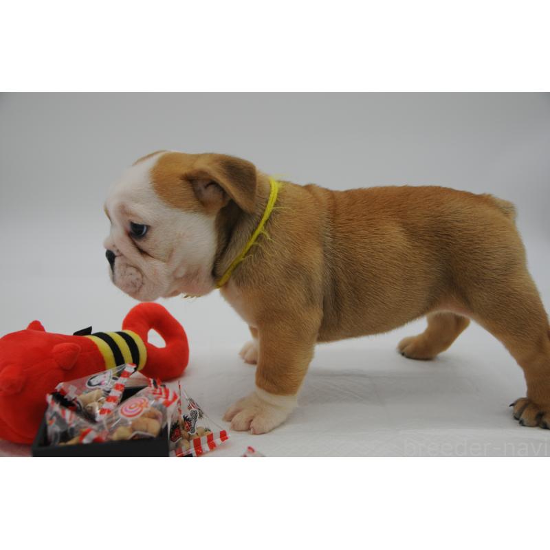 販売中の岡山県のブルドッグ-438061の5枚目