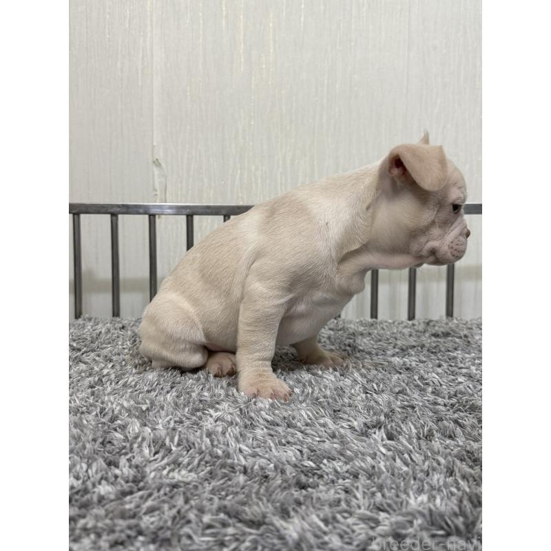 成約済の茨城県のフレンチブルドッグ-432921の4枚目