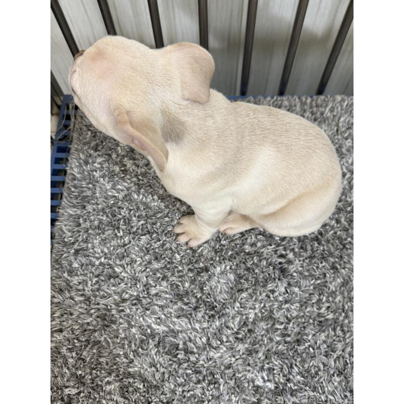 成約済の茨城県のフレンチブルドッグ-432921の3枚目