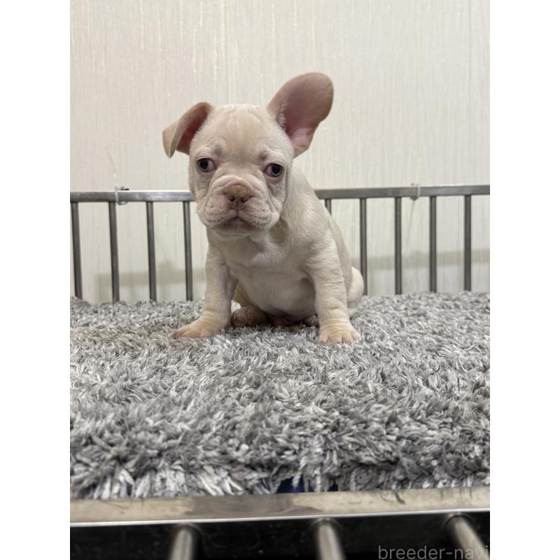 成約済の茨城県のフレンチブルドッグ-432921の2枚目