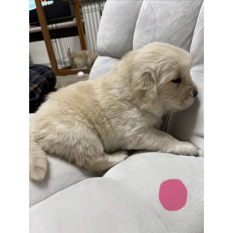 販売中の岡山県のゴールデンレトリーバー-438062の7枚目