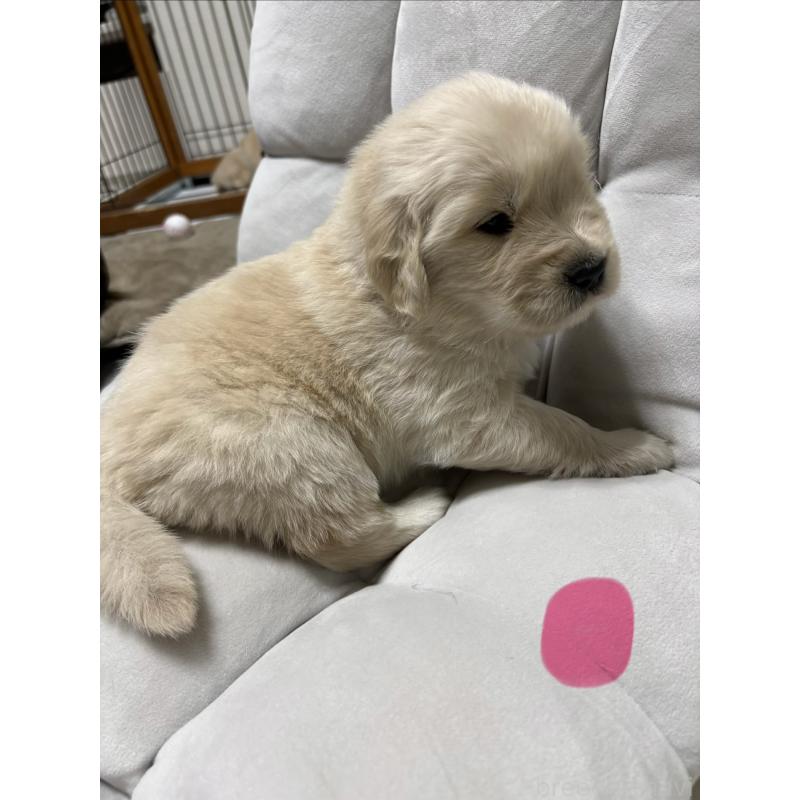 販売中の岡山県のゴールデンレトリーバー-438062の6枚目