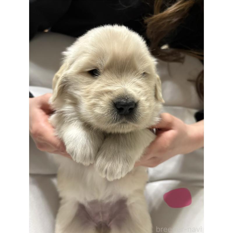 販売中の岡山県のゴールデンレトリーバー-438062の5枚目