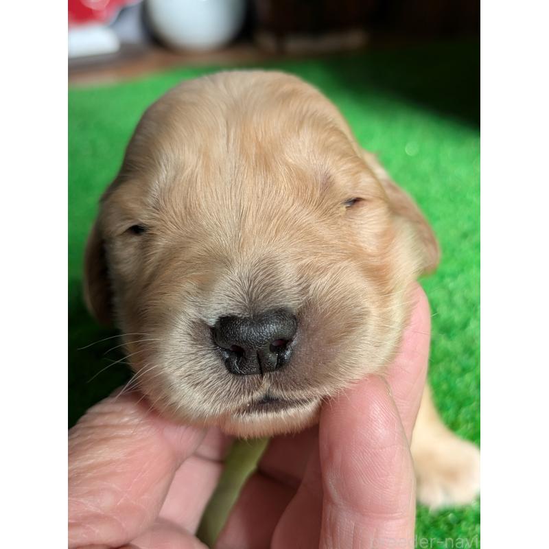 販売中の鹿児島県のゴールデンレトリーバー-438063の6枚目