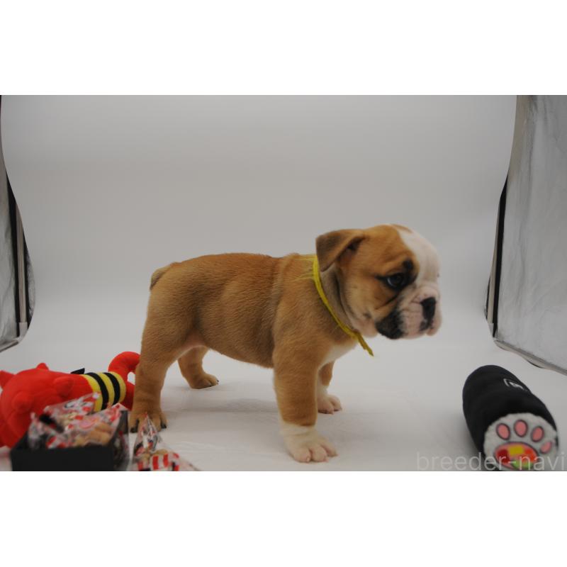 販売中の岡山県のブルドッグ-438061の4枚目