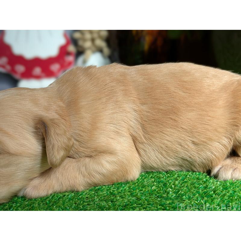 販売中の鹿児島県のゴールデンレトリーバー-438063の5枚目