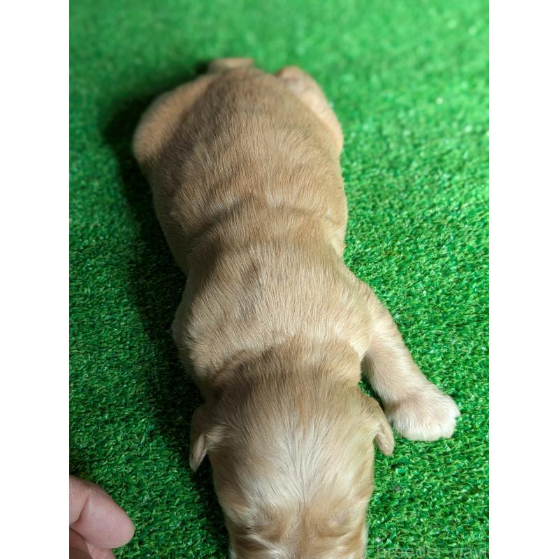 販売中の鹿児島県のゴールデンレトリーバー-438063の4枚目