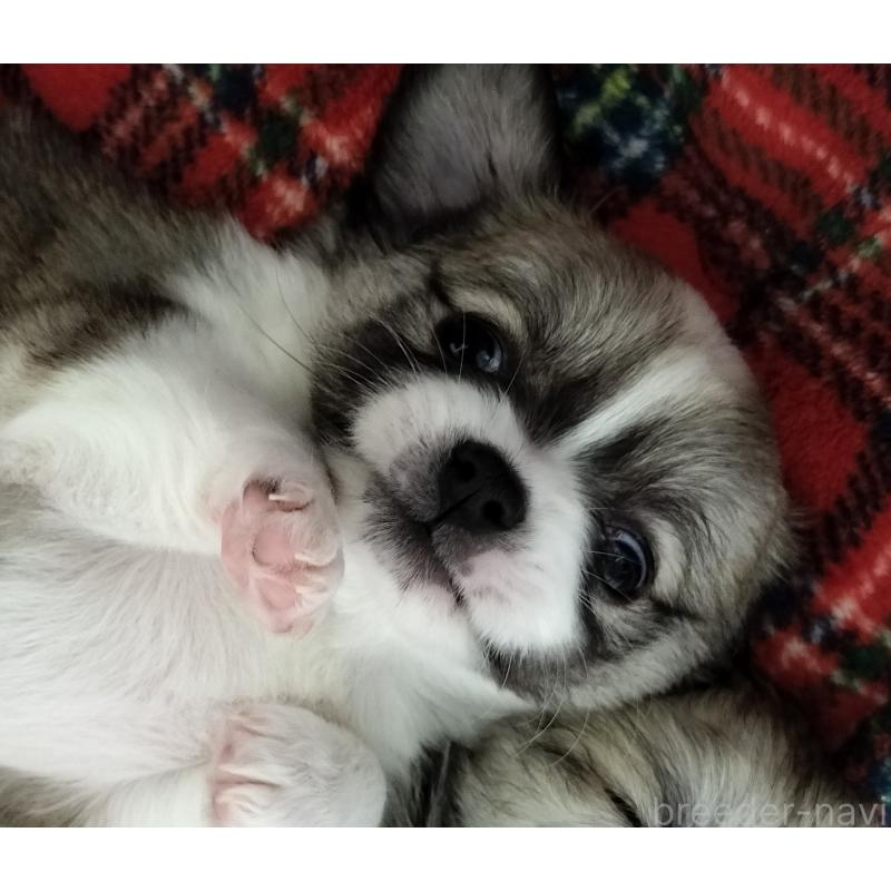 成約済の広島県のチワワ(ロングコート)-436788の5枚目