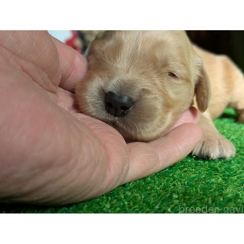 販売中の鹿児島県のゴールデンレトリーバー-438063の3枚目