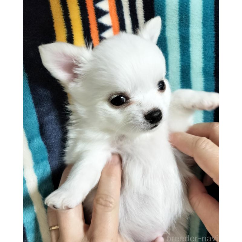 成約済の広島県のチワワ(ロングコート)-436791の12枚目