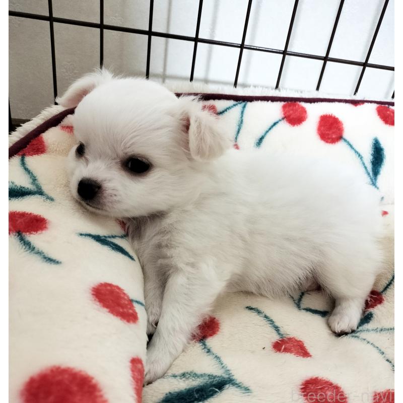 成約済の広島県のチワワ(ロングコート)-436791の11枚目