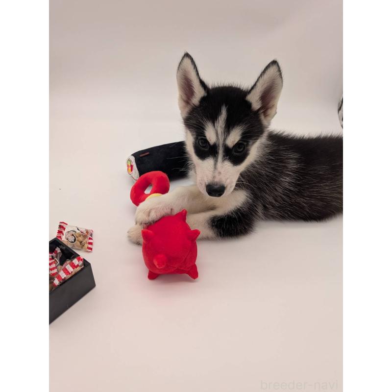 販売中の岡山県のシベリアンハスキー-431014の2枚目