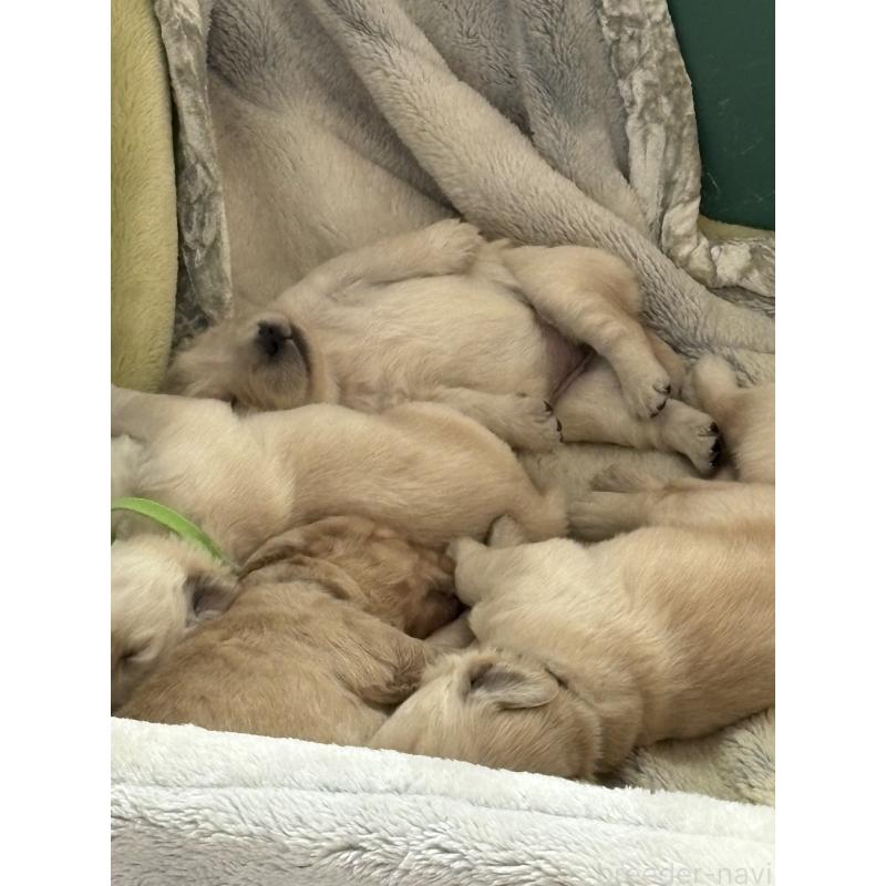 販売中の岡山県のゴールデンレトリーバー-438062の2枚目