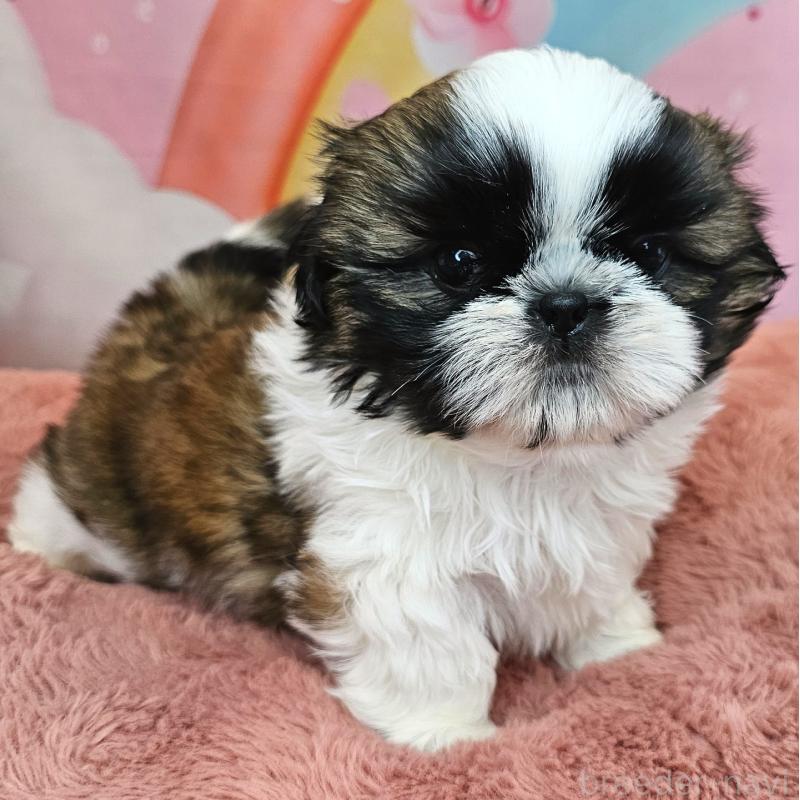 販売中の愛知県のシーズー-428583の9枚目