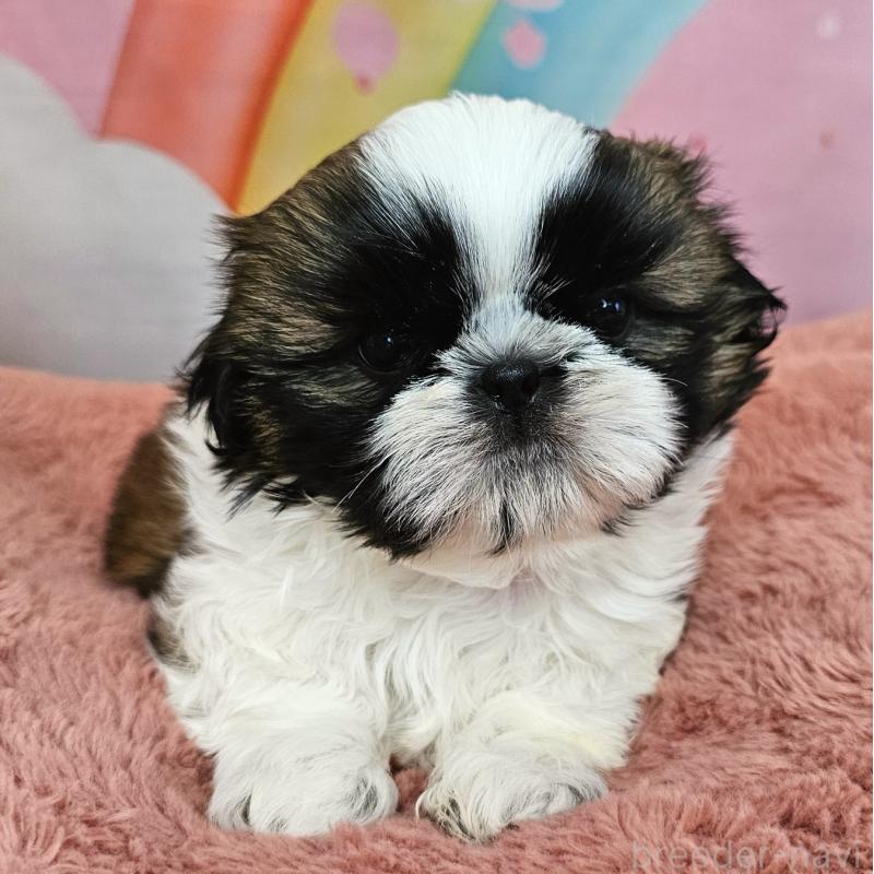 販売中の愛知県のシーズー-428583の8枚目