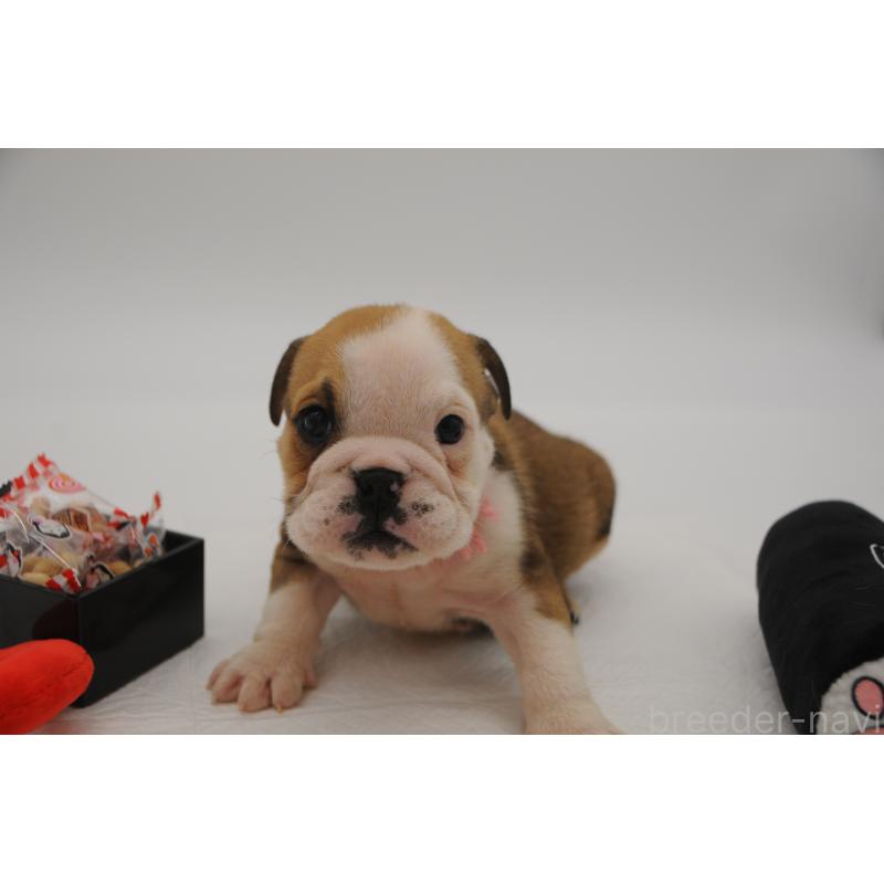 販売中の岡山県のブルドッグ-438064