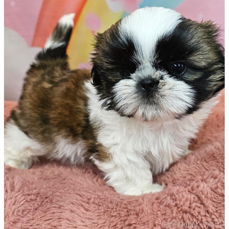 販売中の愛知県のシーズー-428583の7枚目