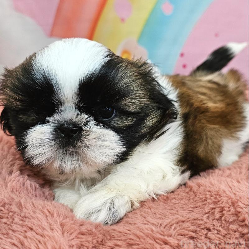 販売中の愛知県のシーズー-428583の6枚目