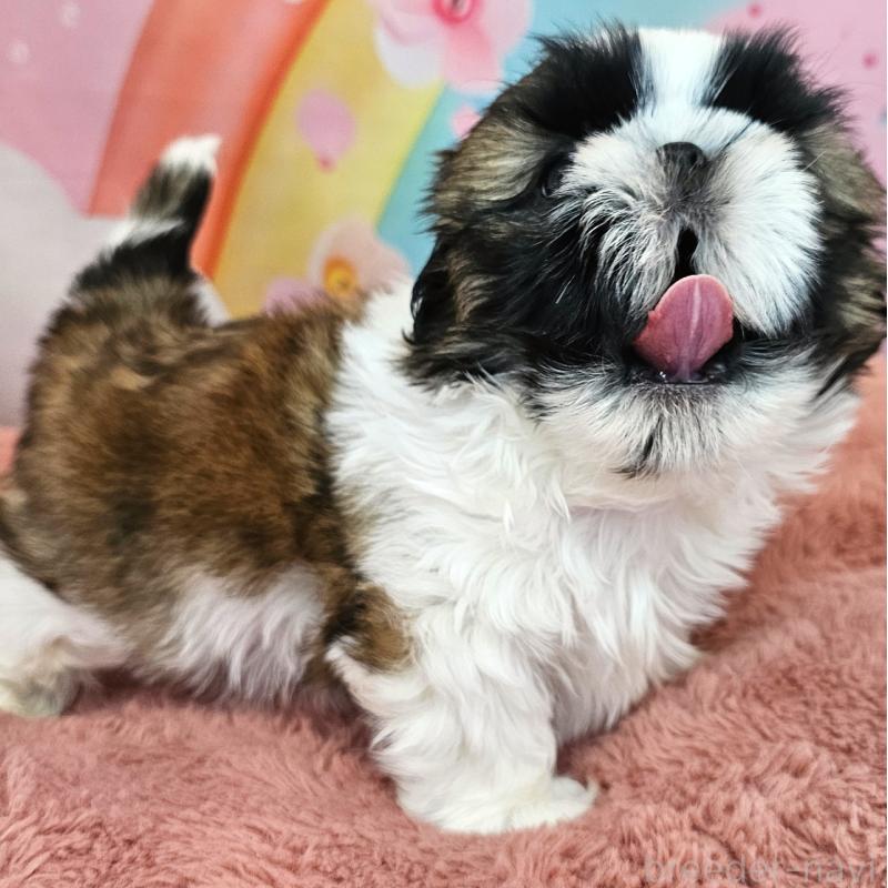 販売中の愛知県のシーズー-428583の5枚目