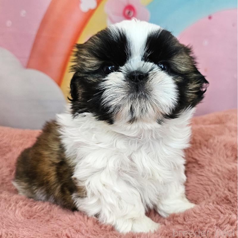 販売中の愛知県のシーズー-428583の4枚目