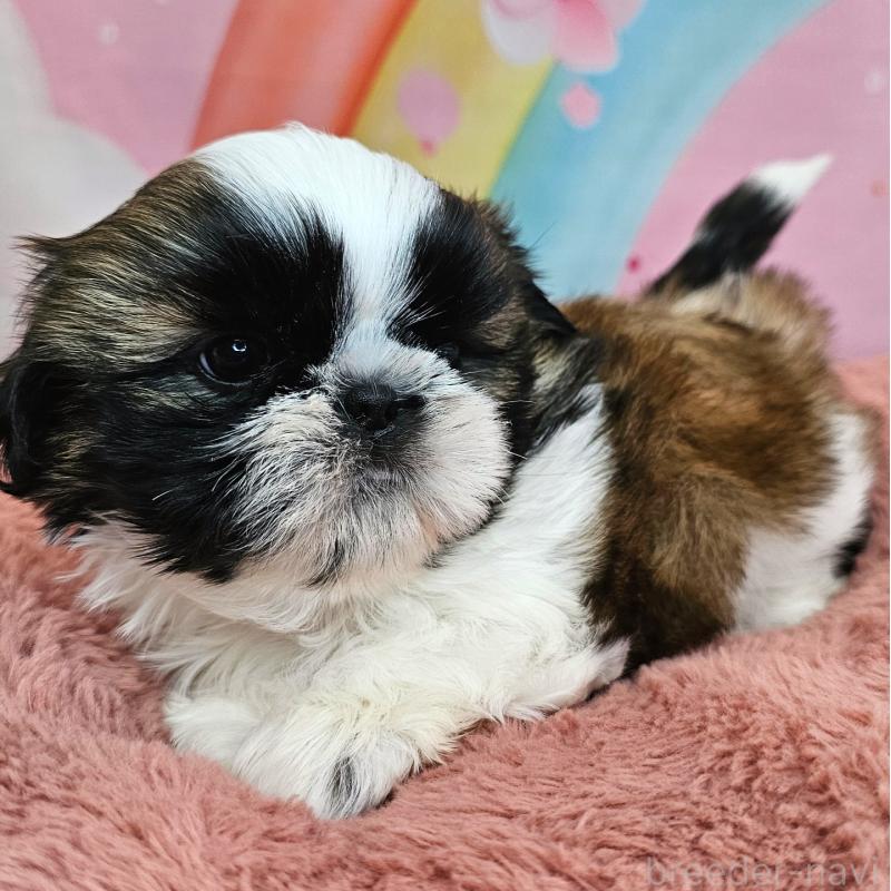 販売中の愛知県のシーズー-428583の3枚目