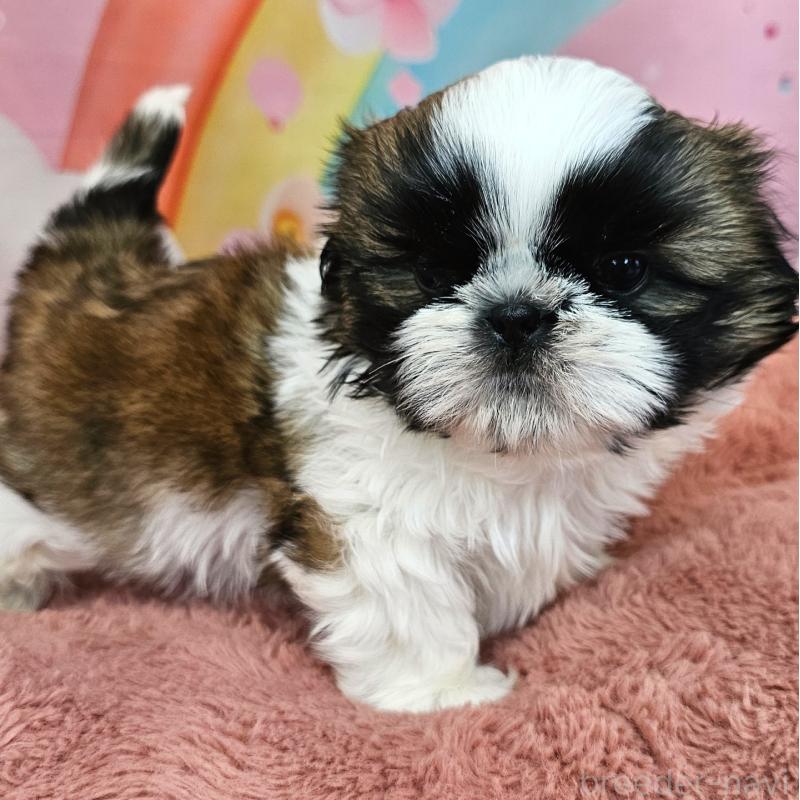 販売中の愛知県のシーズー-428583の2枚目